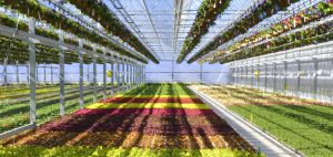 plainview-growers-allamuchy-nj-greenhouse-plants-orchids-annuals-succulents-nj-04