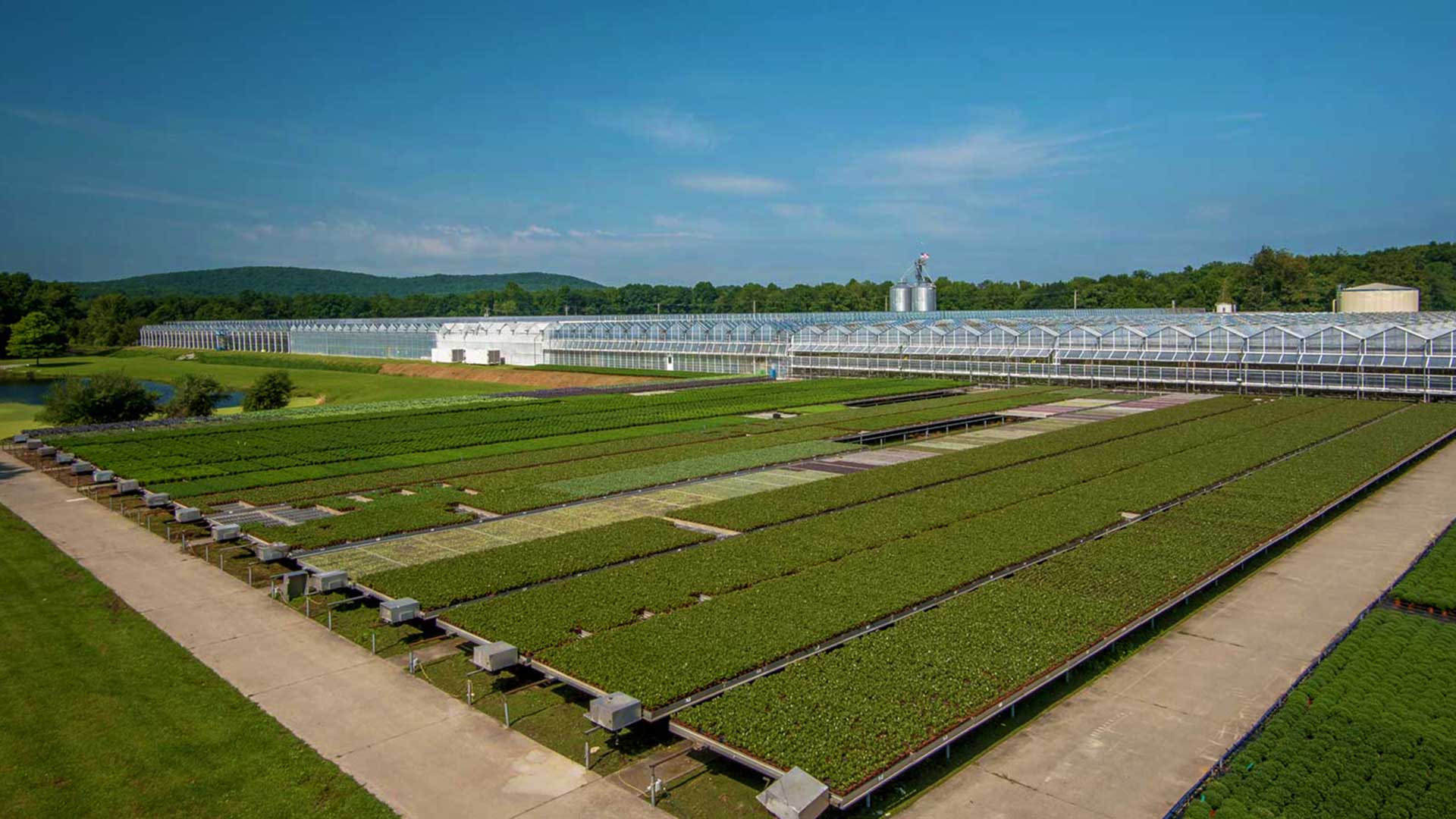 plainviewgrowersallamuchynjgreenhouseplantsorchidsannuals