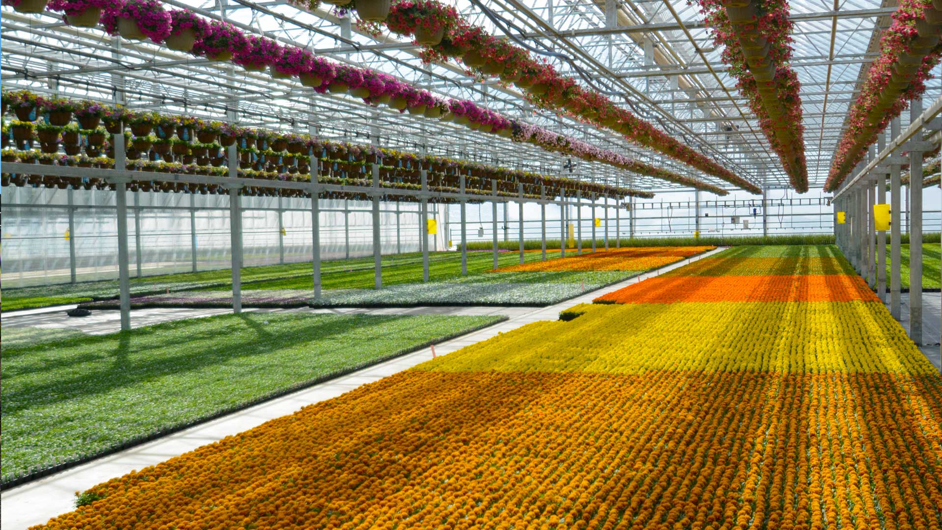 plainviewgrowersallamuchynjgreenhouseplantsorchidsannuals